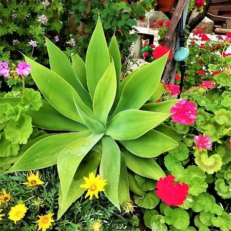 בית נופש Rose Garden