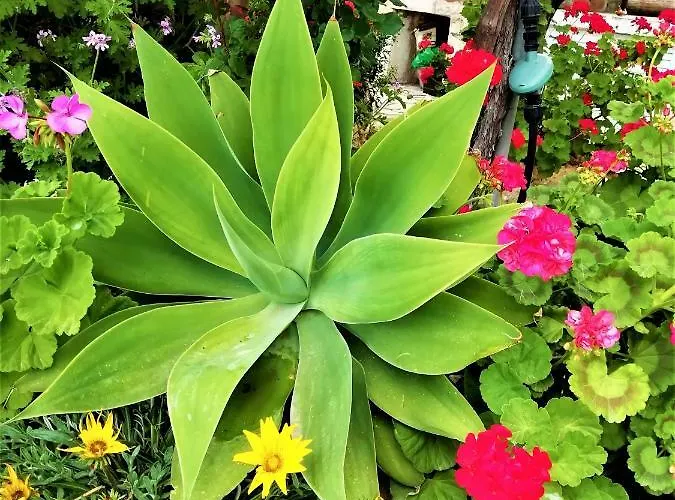 Semesterbostad Rose Garden